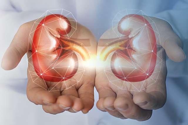 Doctor holding kidney illustration in his hands.