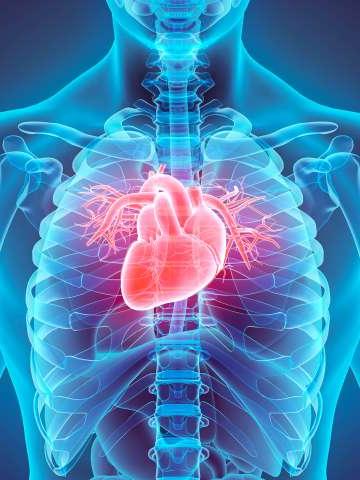 Illustration of a heart | Heart/Cardiovascular Services